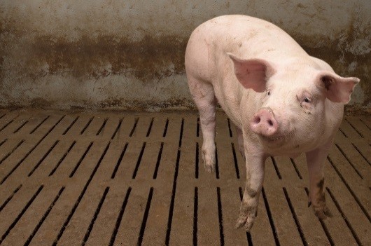 Ob ein Schwein auf einem konventionellen Spaltenboden oder auf Stroh steht, hat einen Einfluss darauf, wie Verbraucher das Bild wahrnehmen.