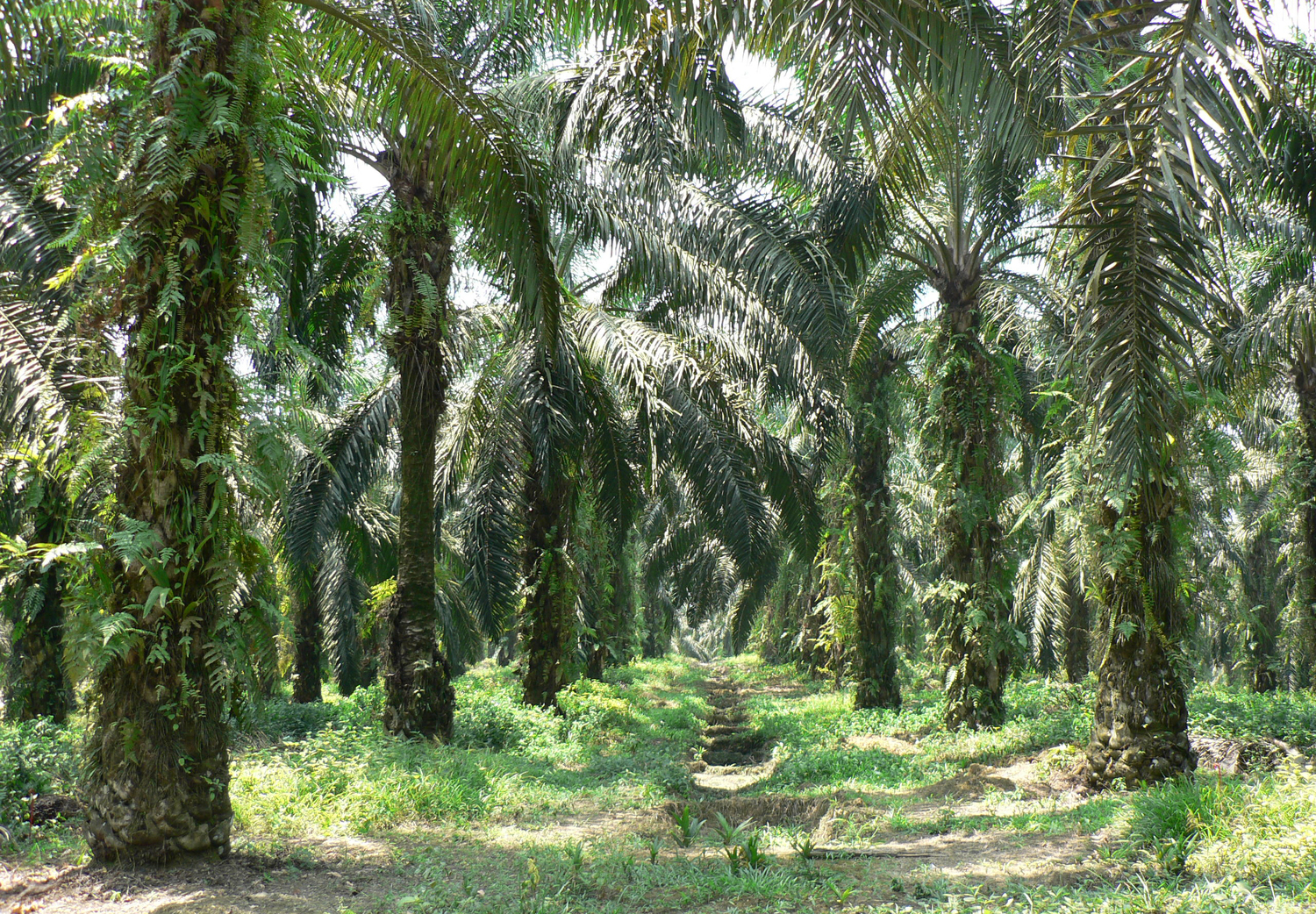 Ölpalmplantage
