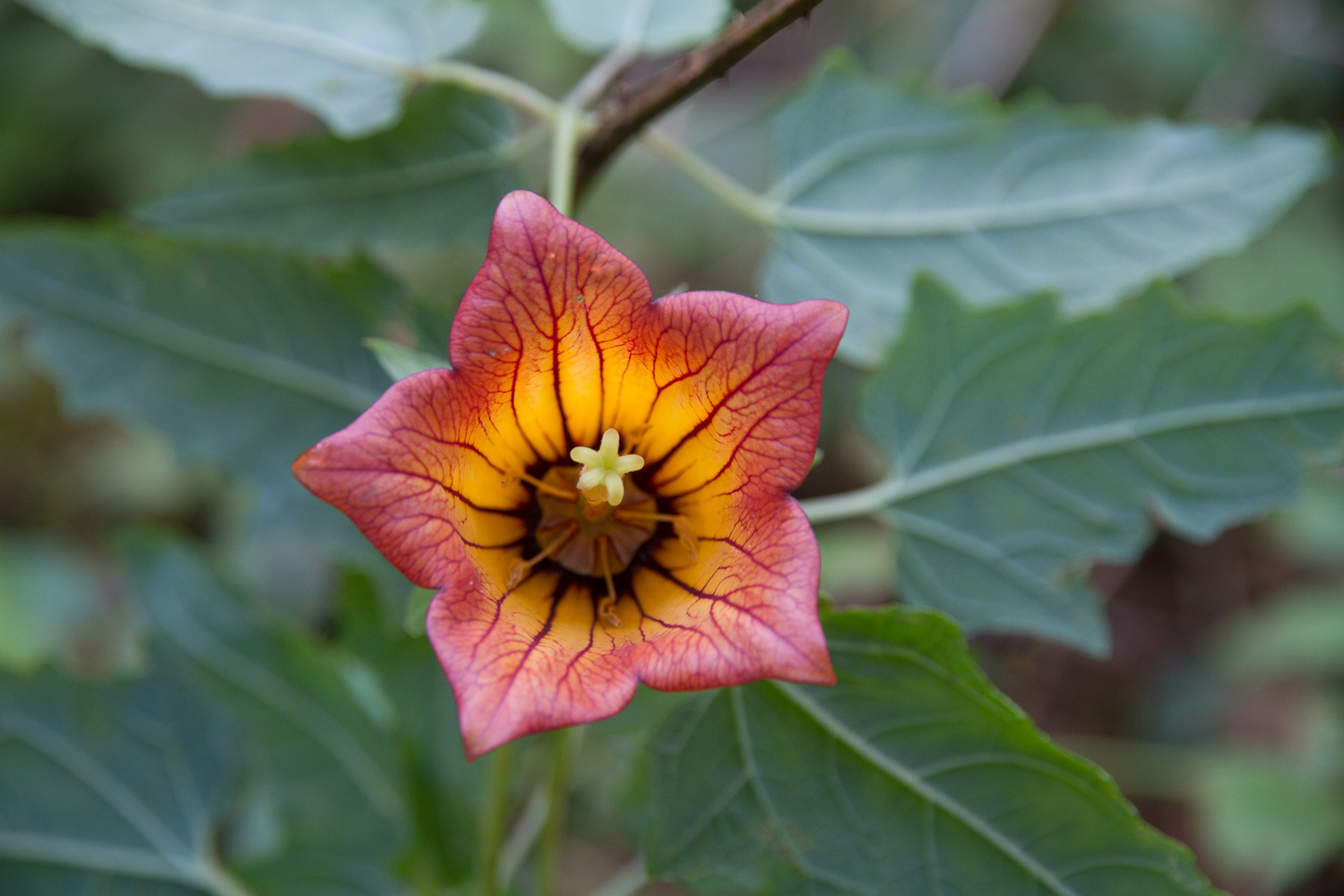 Canarina canariensis – eine auf den Kanarischen Inseln endemische Blütenpflanze