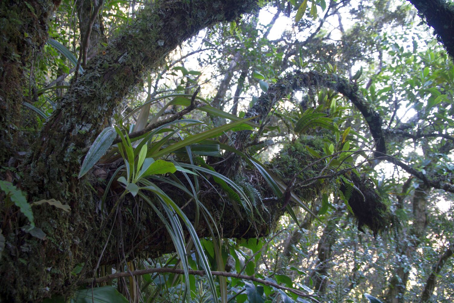 Feuchte tropische Bergwälder wie hier auf La Réunion sind durch eine reiche Epiphytenflora gekennzeichnet.