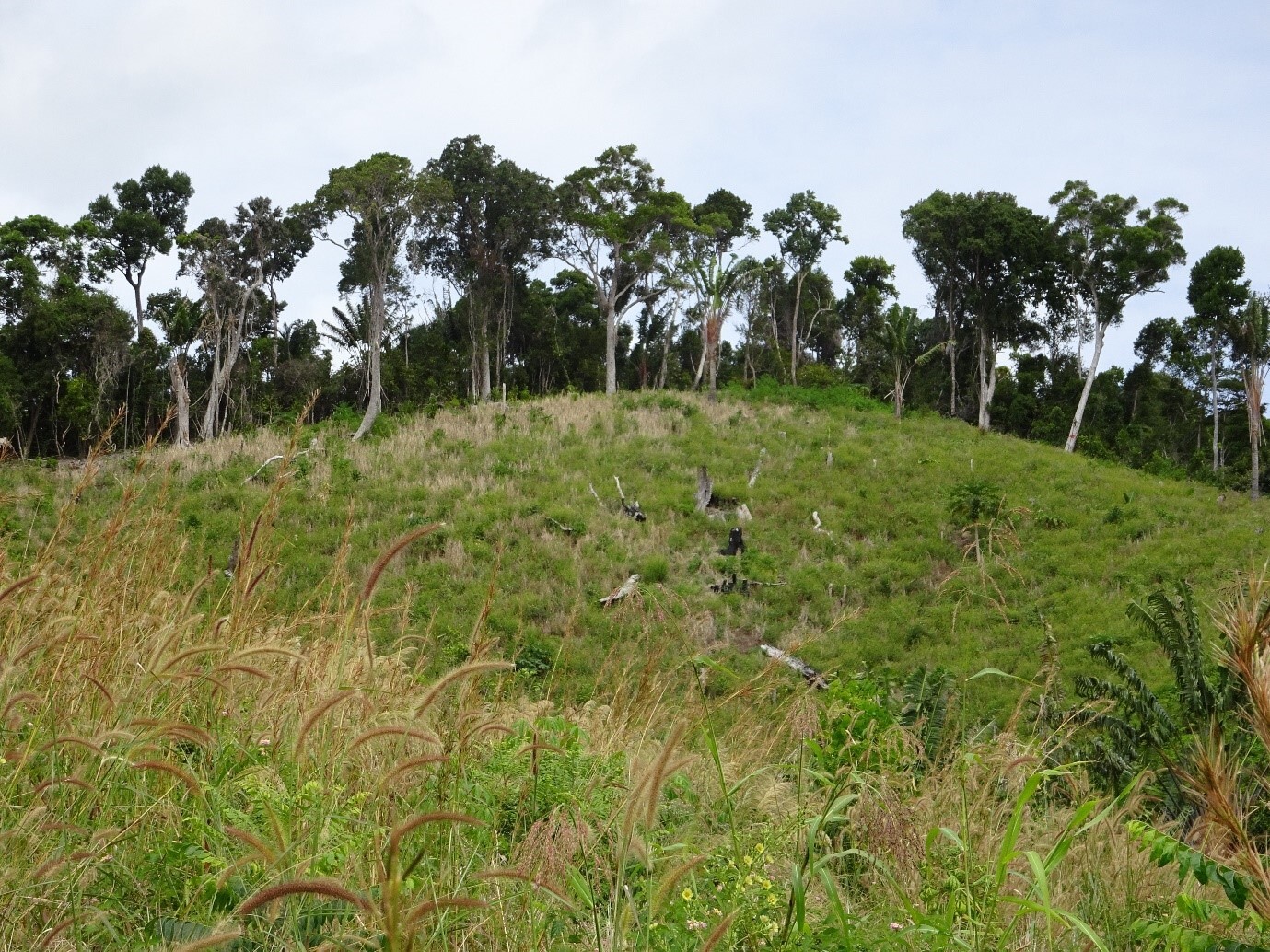 Primary forests in northeast Madagascar (background) are irreplaceable for many endemic species and ecosystem services, as the study clearly shows. Vanilla agroforests could be a profitable alternative to burning down primary forests thanks to low land consumption, but only if they are not established in forests themselves.