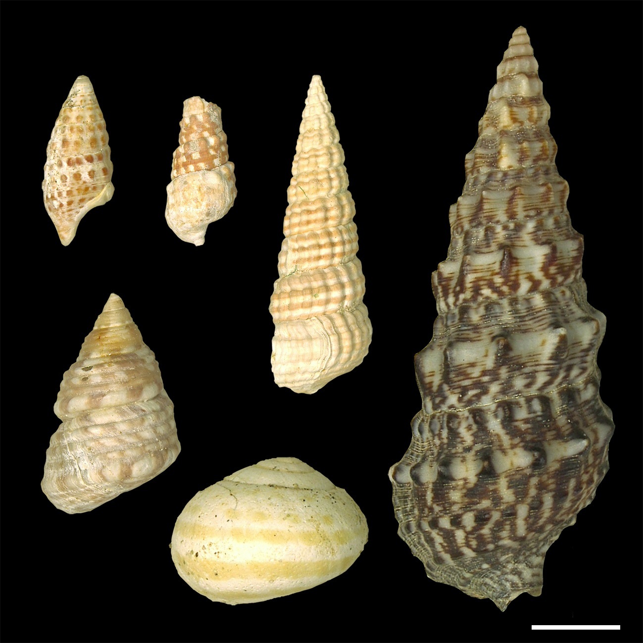 Farbige fossile Schneckengehäuse (links) und Schneckengehäuse aus heutiger Zeit (großes Exemplar rechts) (Maßstabsleiste: 1 cm)