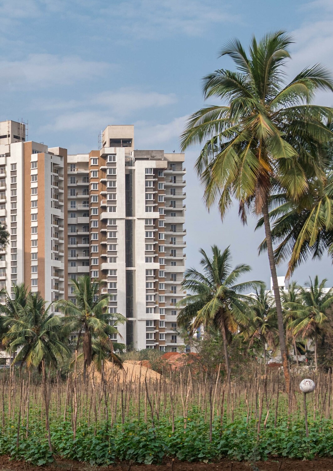 Städtische Landwirtschaft in Bangalore (Indien), wo die Studie durchgeführt wurde: Gemüsefelder neben neu gebauten Hochhäusern.