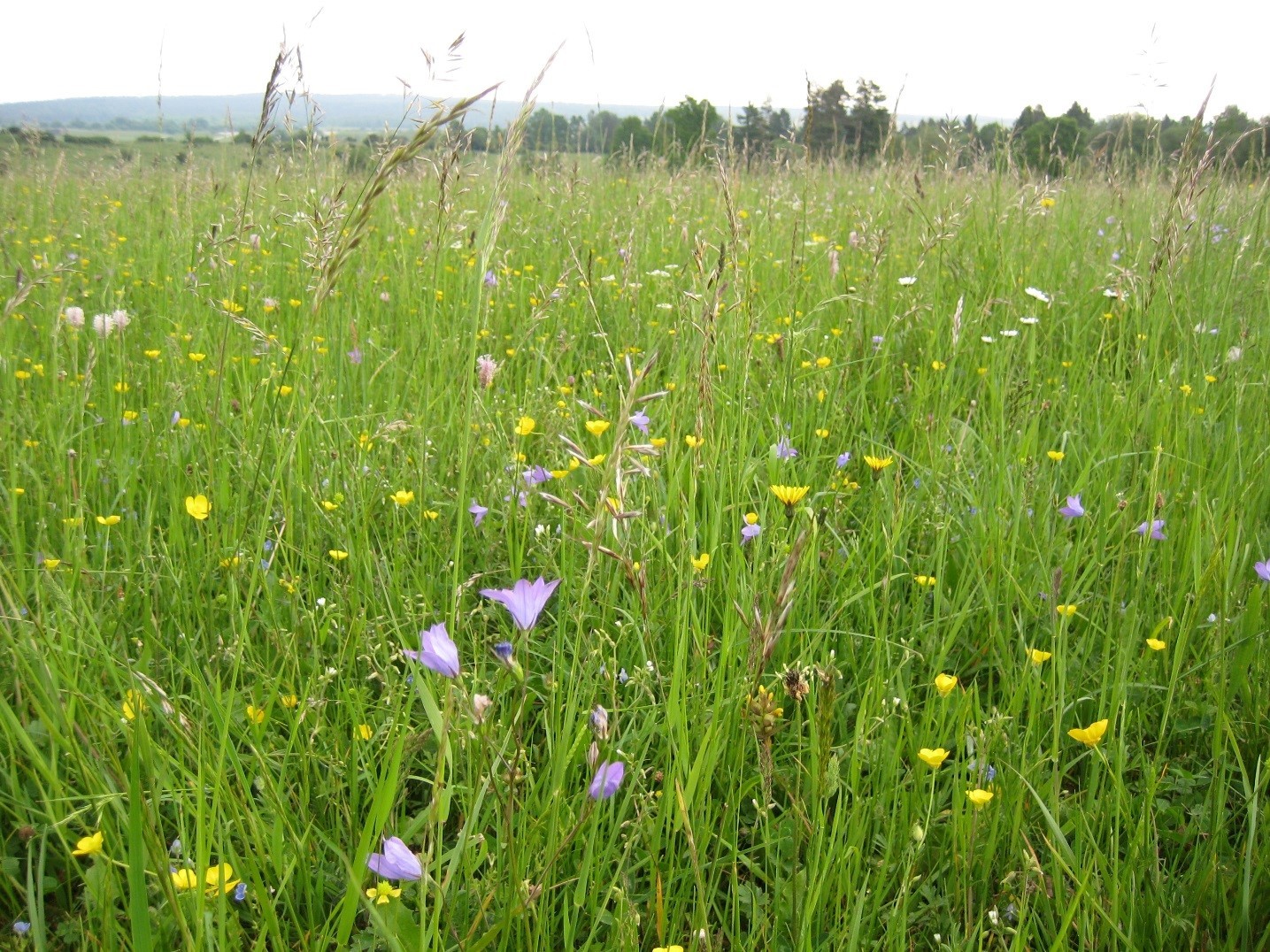 Die Beweidung der wildlebenden Rothirsche trägt dazu bei, artenreiches Grünland auf dem Truppenübungsplatz Grafenwöhr zu erhalten.