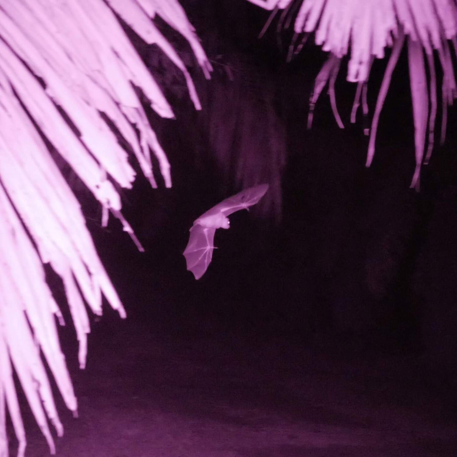 Researchers found a new method to count, detect and identify bats like this lesser short-nosed fruit bat (Cynopterus brachyotis) passing through an oil palm plantation - near-infrared photograph