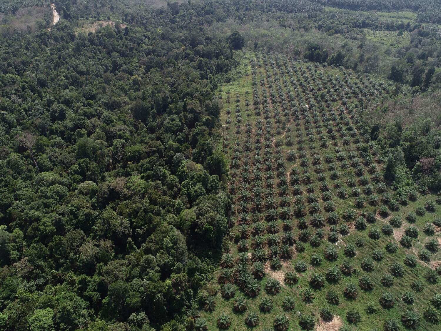 The researchers compared the effects of living roots or leaf-litter in small experimental plots in rainforest (left hand side) with oil palm plantation (right hand side)