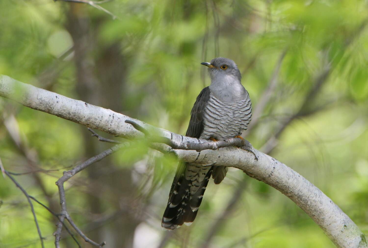 Common Cuckoo numbers are in free fall in Germany and Europe. Their insistent and well-known song features prominently in human culture