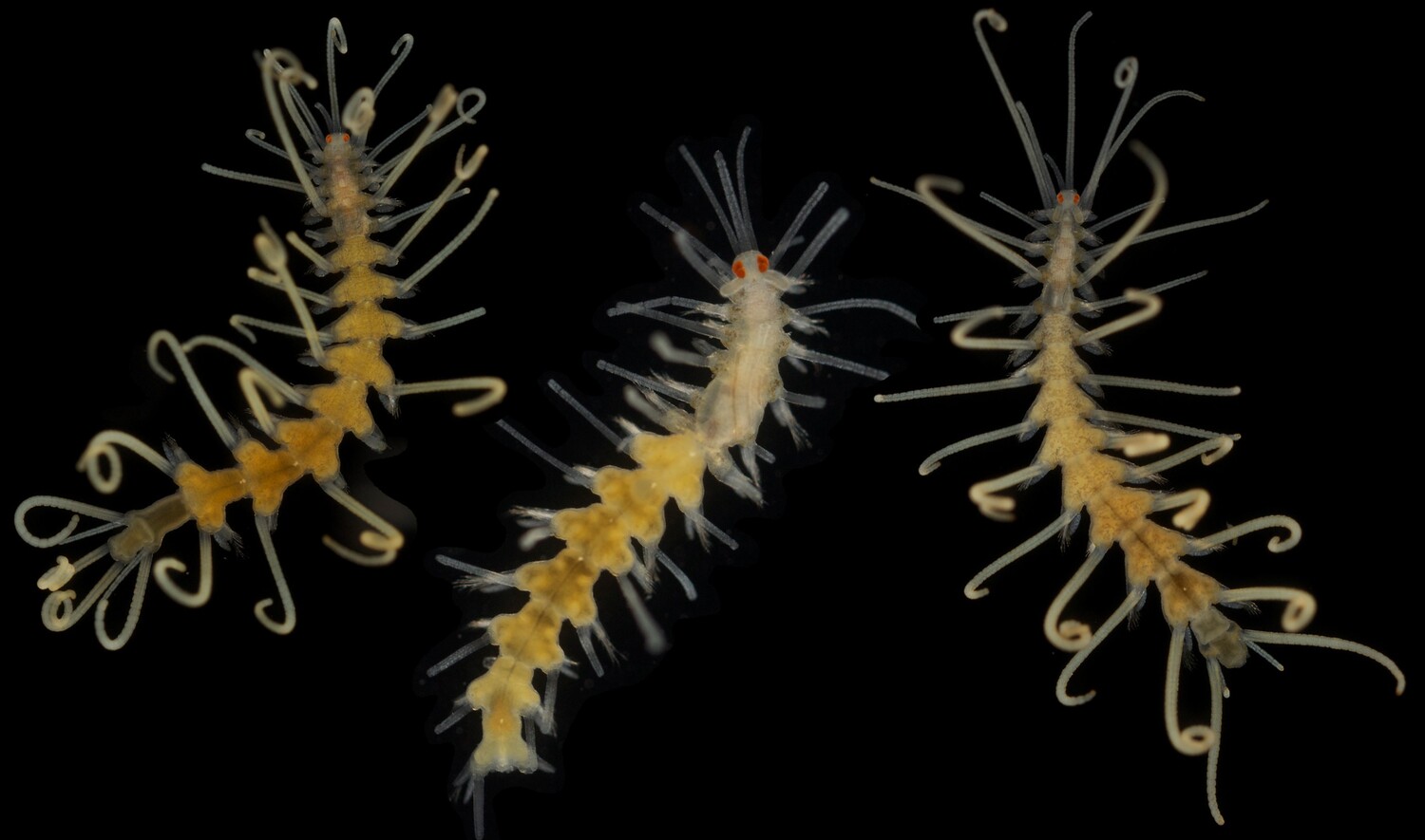 Amblyosyllis madeirensis, a bristle worm first described on Madeira (Portugal)