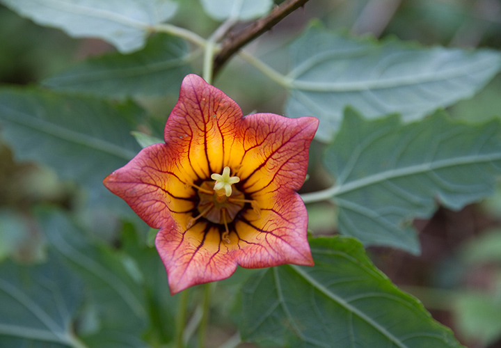 Canarina canariensis——一张天改Kanarischen Inseln endemische Blutenpflanze