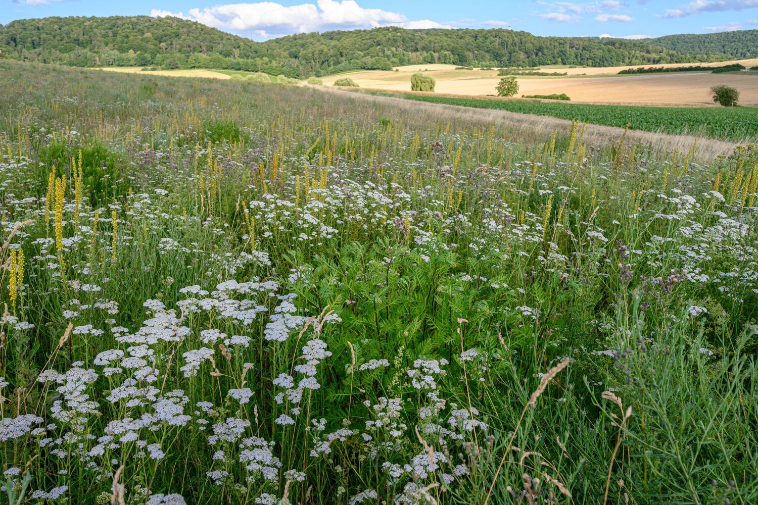 Do common measures used for Agri-environmental schemes (AES) – such as this permanent flower strip in agricultural land in the Northeim region in Germany – truly attract and maintain pollinator species in ways that support insect population growth across agricultural landscapes? The METAGROLAND project will investigate.