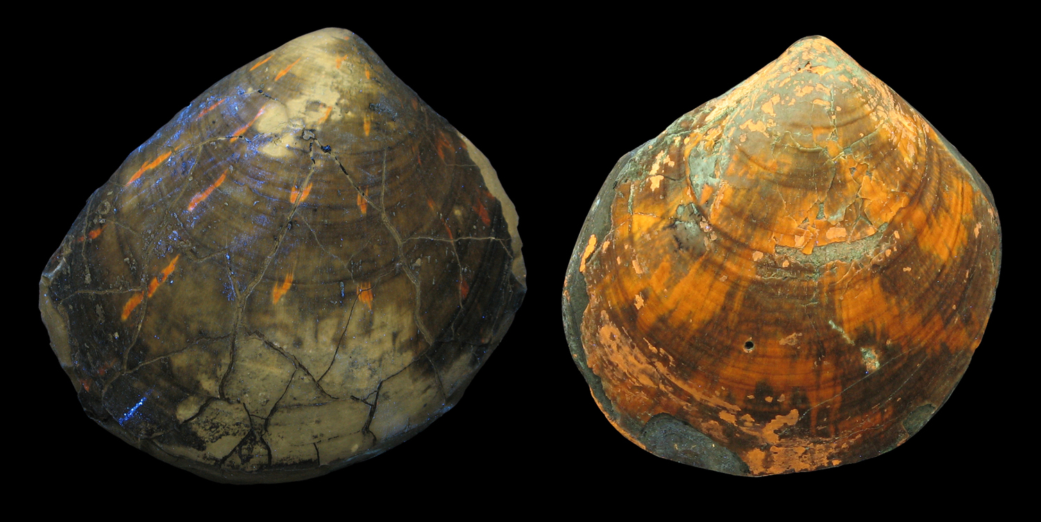 Farbmustervarianten bei der fossilen Kammmuschel Pleuronectites.