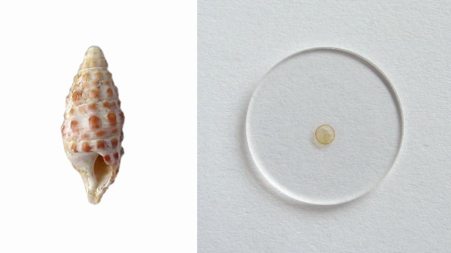 Fossil shell of Pithocerithium rubiginosum (height is 1.5 cm) from the Miocene sediments of Nexing in Austria	 (left) and isolated reddish polyene pigments on calcium fluoride disc (diameter of disc is 2 cm) (right).