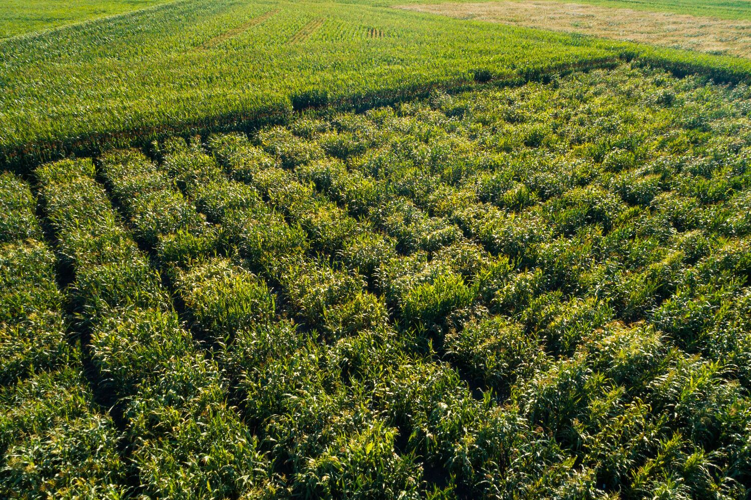 Feldversuche mit doppelhaploiden Linien einer europäischen Maislandrasse.