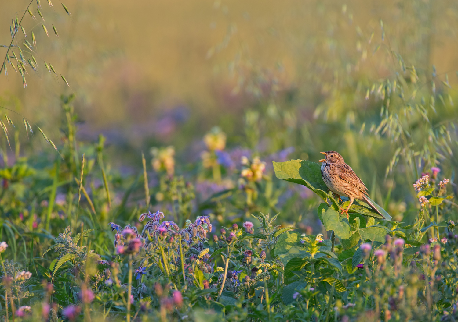 Corn bunting in an area of flowering fallow land.