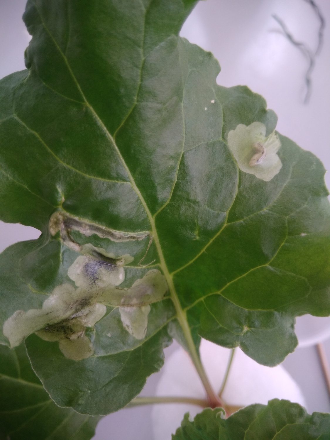 A sugar beet leaf showing the visible tunnels and damaged patches caused by beet leaf miner larvae as they burrow through the leaf to feed.