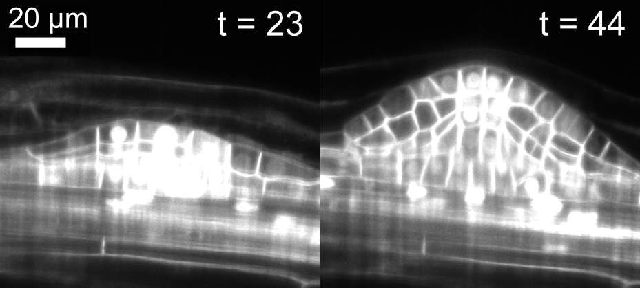 Wachsende Pflanzenwurzeln, die im Lichtblattmikroskop im Laufe der Zeit abgebildet werden, zwei Zeitpunkte werden in MoBIE visualisiert.