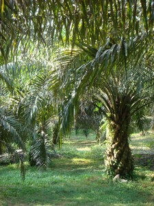In Indonesia and Malaysia in particular, the area cultivated with oil palms has increased significantly over the last 20 years.