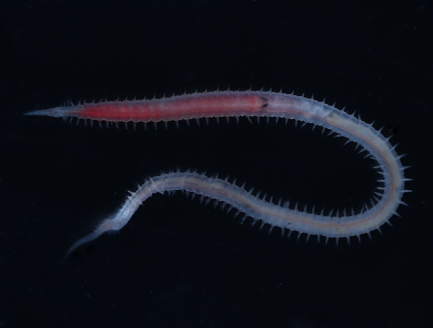 Glycera sp. nov., ein bisher unbeschriebener rund drei Zentimeter langer Borstenwurm aus der Familie der Glyceridae (Blutwürmer). Diese Tiere sind zumeist räuberisch und injizieren mithilfe spezialisierter Zähne Gift in ihre Beute.