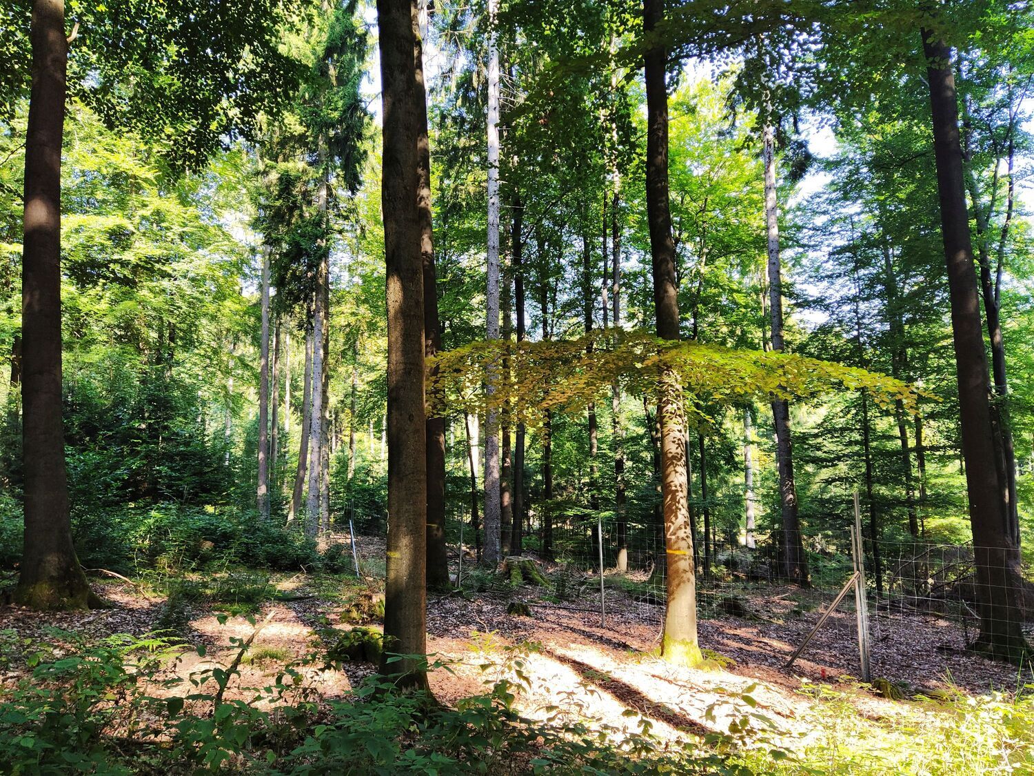 The German Research Foundation (DFG) has extended funding for the Research Training Group “Enrichment of European beech forests with conifers: impacts of functional traits on ecosystem functioning”