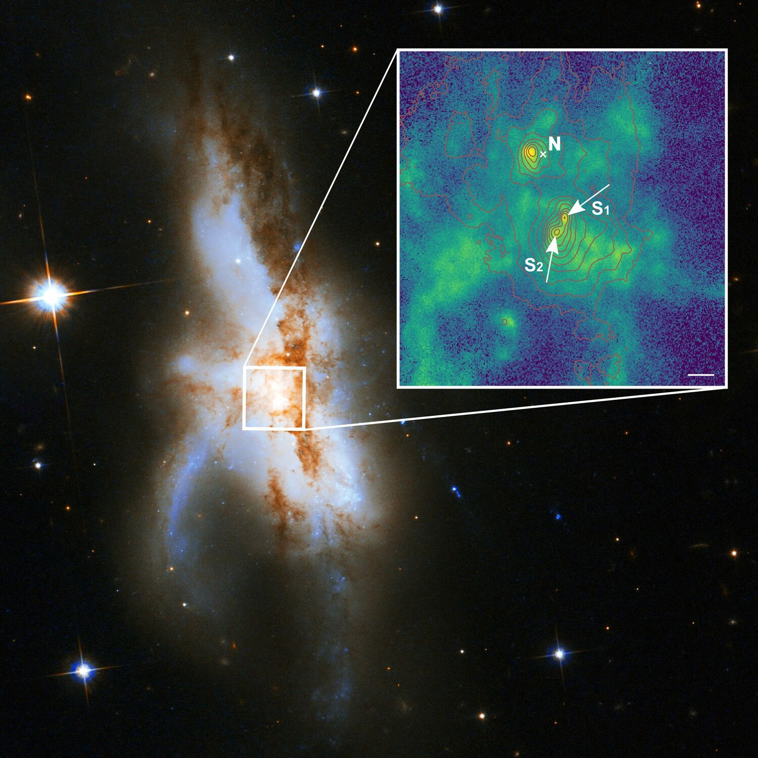 Die irreguläre Galaxie NGC 6240. Neue Beobachtungen zeigen, dass sie nicht zwei, sondern drei supermassereiche Schwarze Löcher in ihrem Kern beherbergt. Das nördliche Schwarze Loch (N) ist aktiv und war zuvor bekannt. Das vergrößerte neue Bild mit hoher räumlicher Auflösung zeigt, dass die südliche Komponente aus zwei supermassereichen Schwarzen Löchern (S1 und S2) besteht. Die grüne Farbe gibt die Verteilung des Gases an, das durch die Strahlung um die Schwarzen Löcher Strahlung ionisiert wird. Die roten Linien zeigen die Konturen des Sternenlichts aus der Galaxie und die Länge des weißen Balkens entspricht 1000 Lichtjahren.