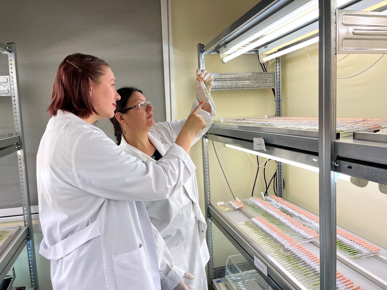 Researchers Janine Fürst-Jansen and Dr Tatyana Darienko carry out experiments in the unique experimental set-up of the Algal Culture Collection at Göttingen University to see how one of the closest algal relatives of land plants, a single-celled alga called Mesotaenium endlicherianum, responds to light and temperature.