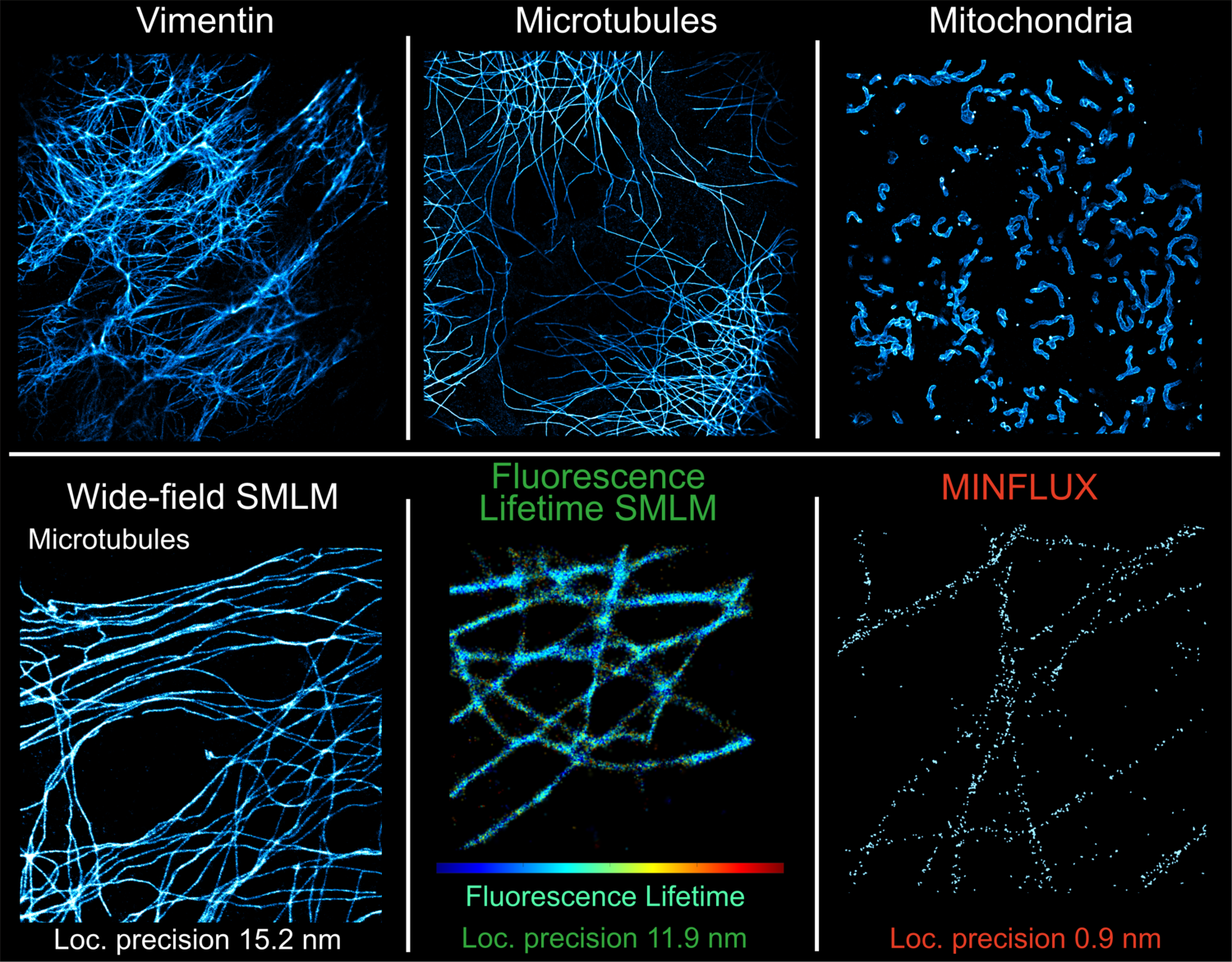 Self-blinking dye used in different cellular structures and imaging techniques: Top row, super-resolution images of vimentin, microtubules, and mitochondria (left to right), demonstrating clear and robust imaging of different cellular structures. Bottom row, microtubules imaged using wide-field SMLM, fluores-cence-lifetime SMLM (FL-SMLM), and MINFLUX (left to right), showing that the same self-blinking labelling strategy is compatible with different super-resolution microscopy techniques.