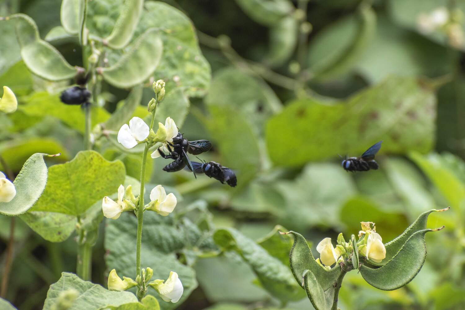 Large solitary cavity-nesting bees such as Carpenter bees (Xylocapa spp.) can benefit from urbanization provided they find enough flower resources