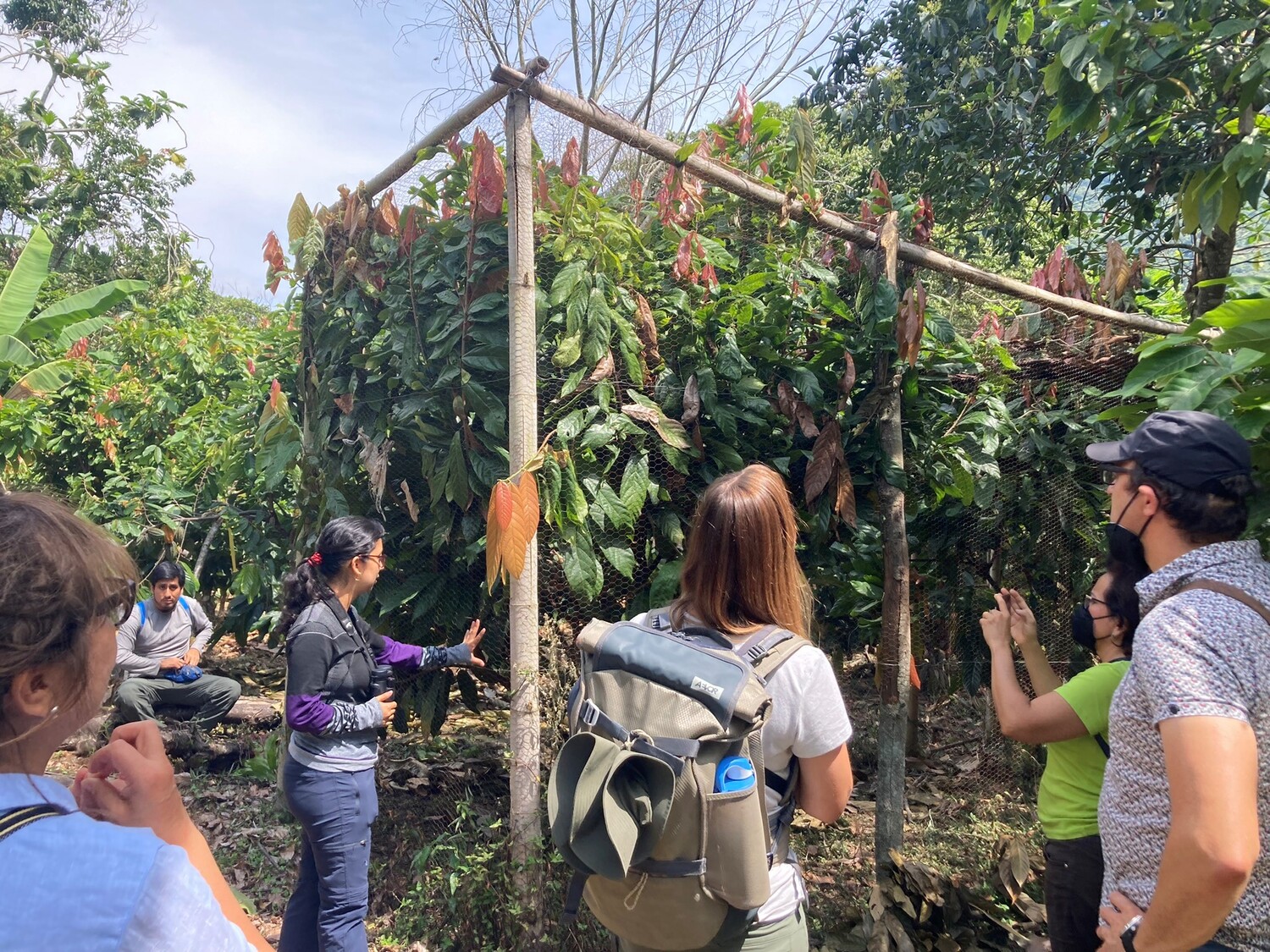 Die Wissenschaftlerinnen teilen ihre Ergebnisse mit lokalen Gemeinschaften in Peru vor eingezäunten Kakaopflanzen. Der Zaun soll verhindern, dass Vögel und Fledermäuse zu den Kakaopflanzen gelangen.