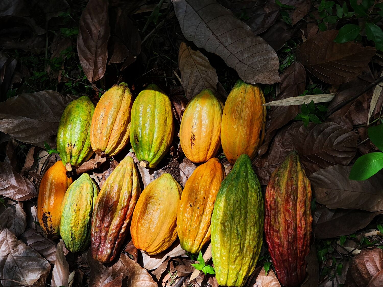 a diverse selection of cacao fruits. The seeds inside are the cocoa beans which, when dried and fermented, are used to make chocolate liquor, cocoa powder and chocolate.
