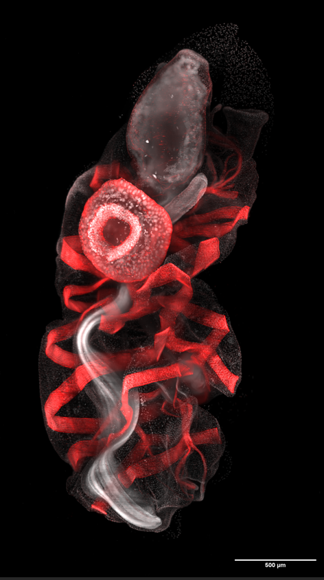 Democratising imaging of life in the ocean