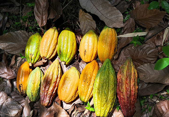 Einheimische Kakaofrüchte in Peru