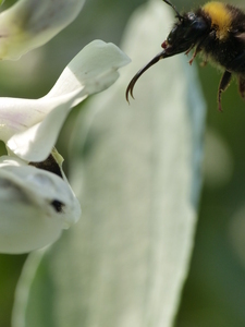 Bumblebee approaching a faba bean blossom.