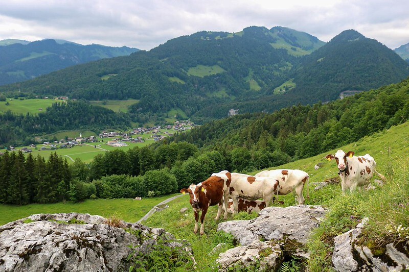 Heumilch-Landwirtschaft in den Alpen Österreichs: Milchkühe grasen auf einer Weide.