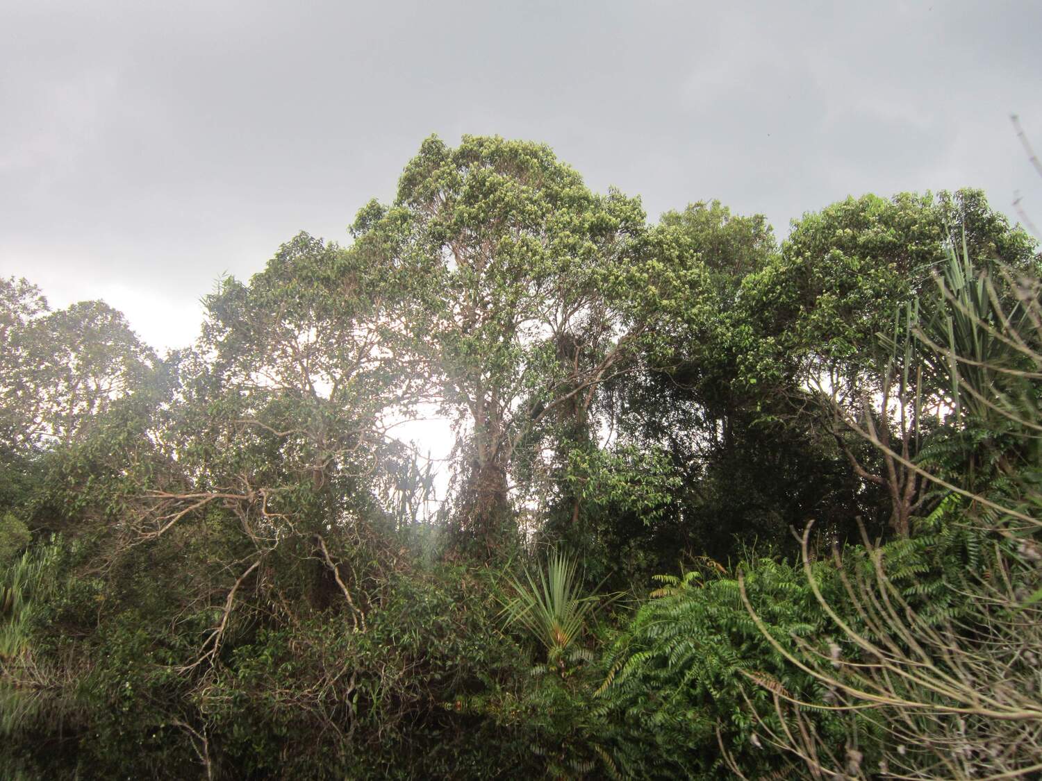 A glimpse through a pristine peat swamp forest in the Kampar Peninsula, Sumatra