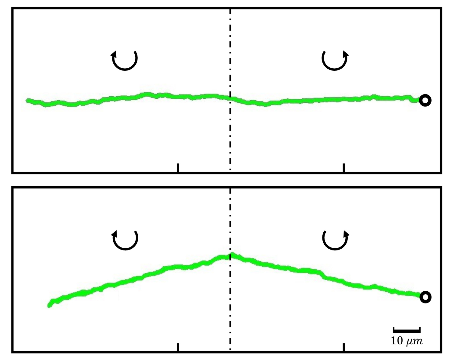Spur (grüne Linie) eines rotierenden Teilchens, das sich in Wasser (oben) und einer viskoelastischen Flüssigkeit (unten) von links nach rechts bewegt. Im Wasser bewegt sich das Teilchen unabhängig von seiner Drehrichtung konstant nach rechts. In einer viskoelastischen Flüssigkeit führt die Magnus-Kraft zur Abweichung von einer geraden Bahn.