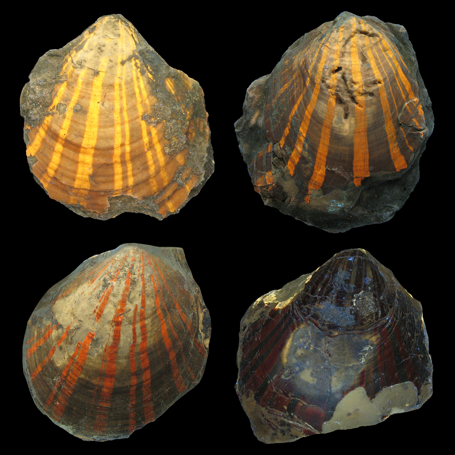 Verschiedene Fluoreszenzfarben bei der fossilen Kammmuschel Pleuronectites.