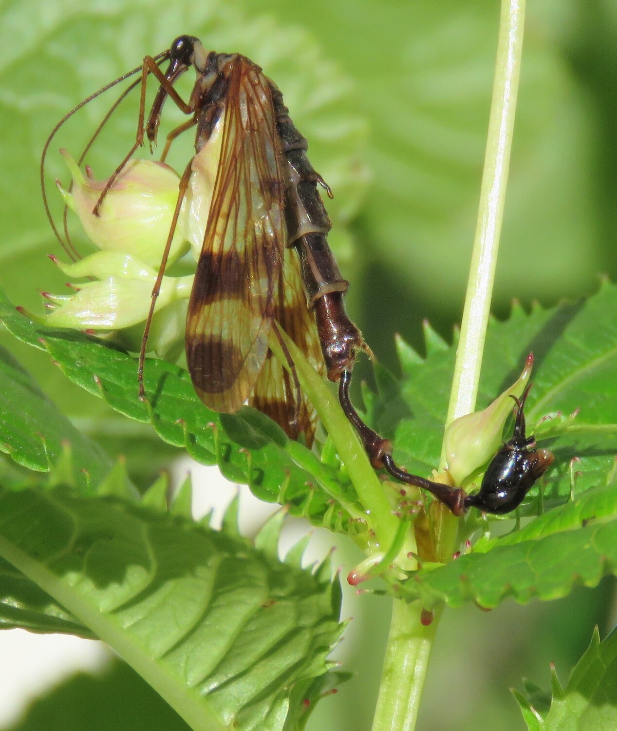 A newly discovered species of large scorpionfly from Nepal named Lulilan obscurus. In addition to the long head, characteristic of all scorpionflies, its very elongated abdomen is striking. It is described by Emeritus Professor Rainer Willmann, University of Göttingen, together with other species that make up a new genus of scorpionfly named Lulilan.