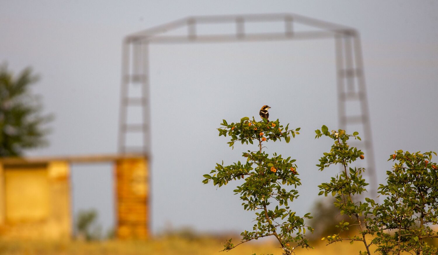 All that is left of the old sheep pen are the remains of walls and a metal frame. Now plants and animals move into the area, like this bird (a shrike) perching on some shrubbery in the foreground.