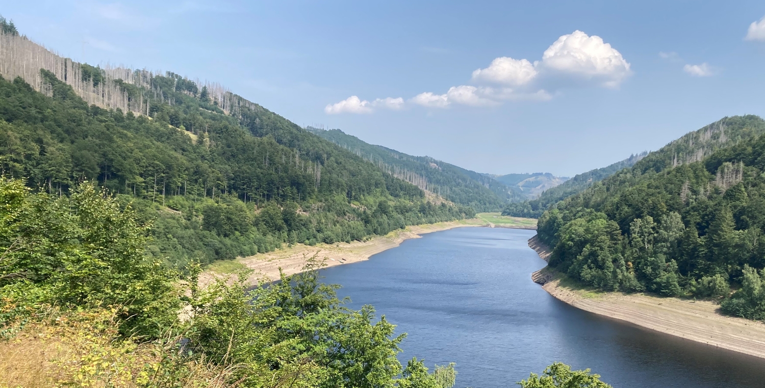 Tote Fichten neben Buchenbeständen im Bereich der Testflächen an der Odertalsperre im Harz