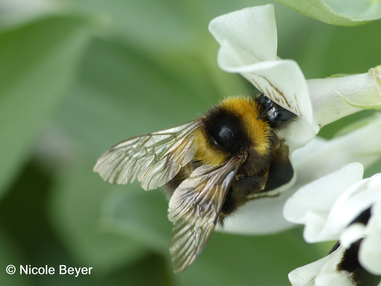 A bumblebee feeding from the flower of a faba bean