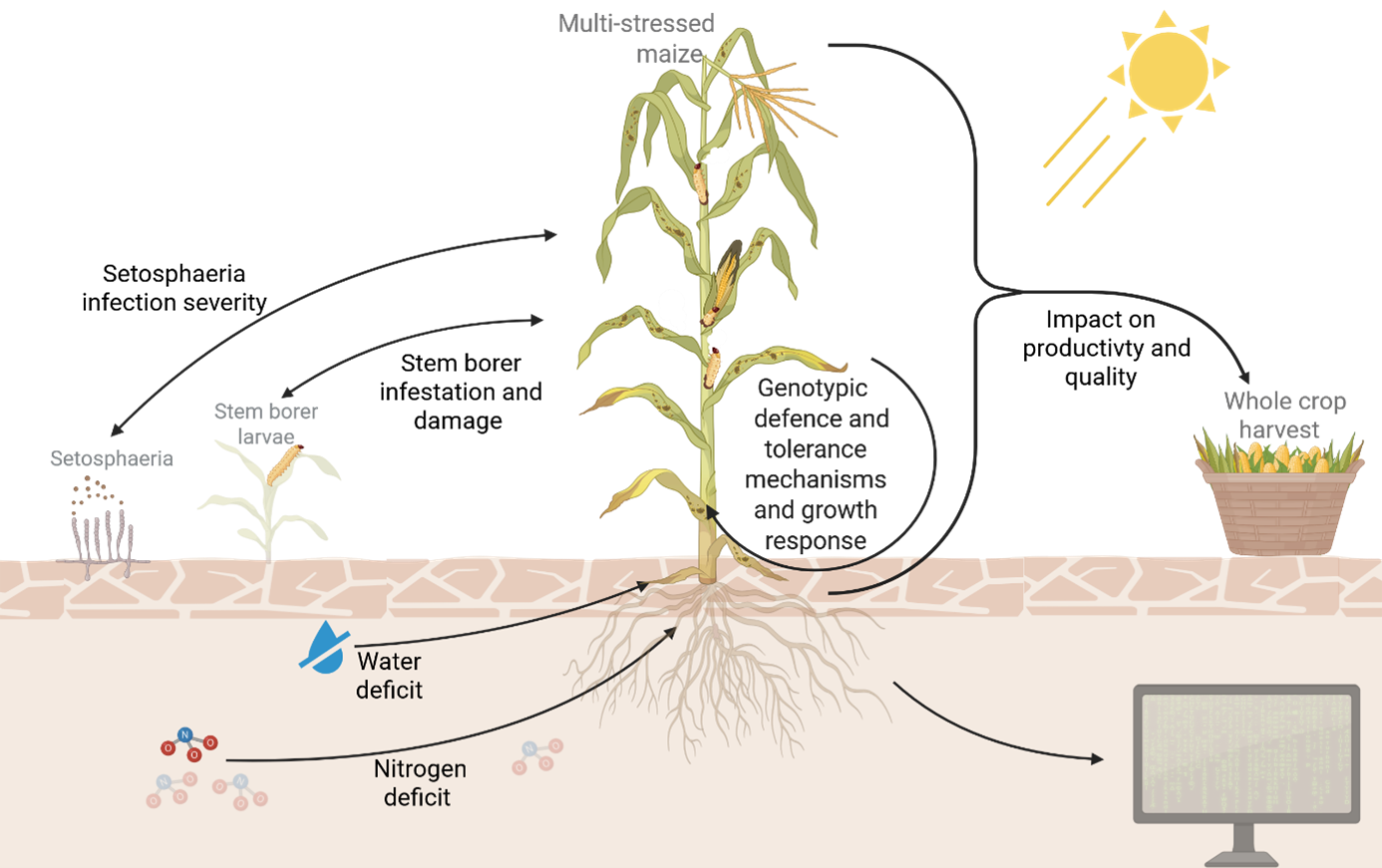 The central experiments are being conducted in Germany and Kenya under field conditions and combine the stress factors of drought and nitrogen deficiency with the leaf disease S. turcica and insect pest corn borer.