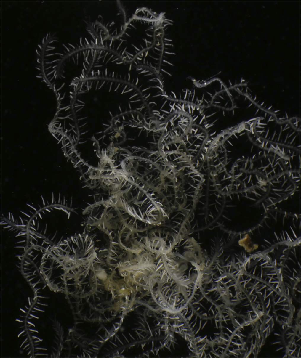 Ansicht eines Exemplars eines verzweigten Meereswurms.