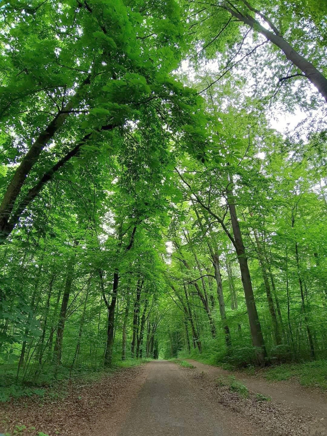 Typical beech forest in northern Germany: the scientists took samples of wood from dominant trees at 30 locations.