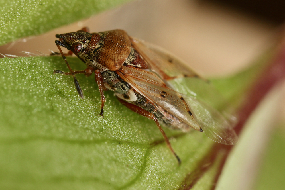 The birch catkin bug (Kleidocerys resedae) prefers to suck on the sap of birch trees and thus benefits from open forests rich in tree species.