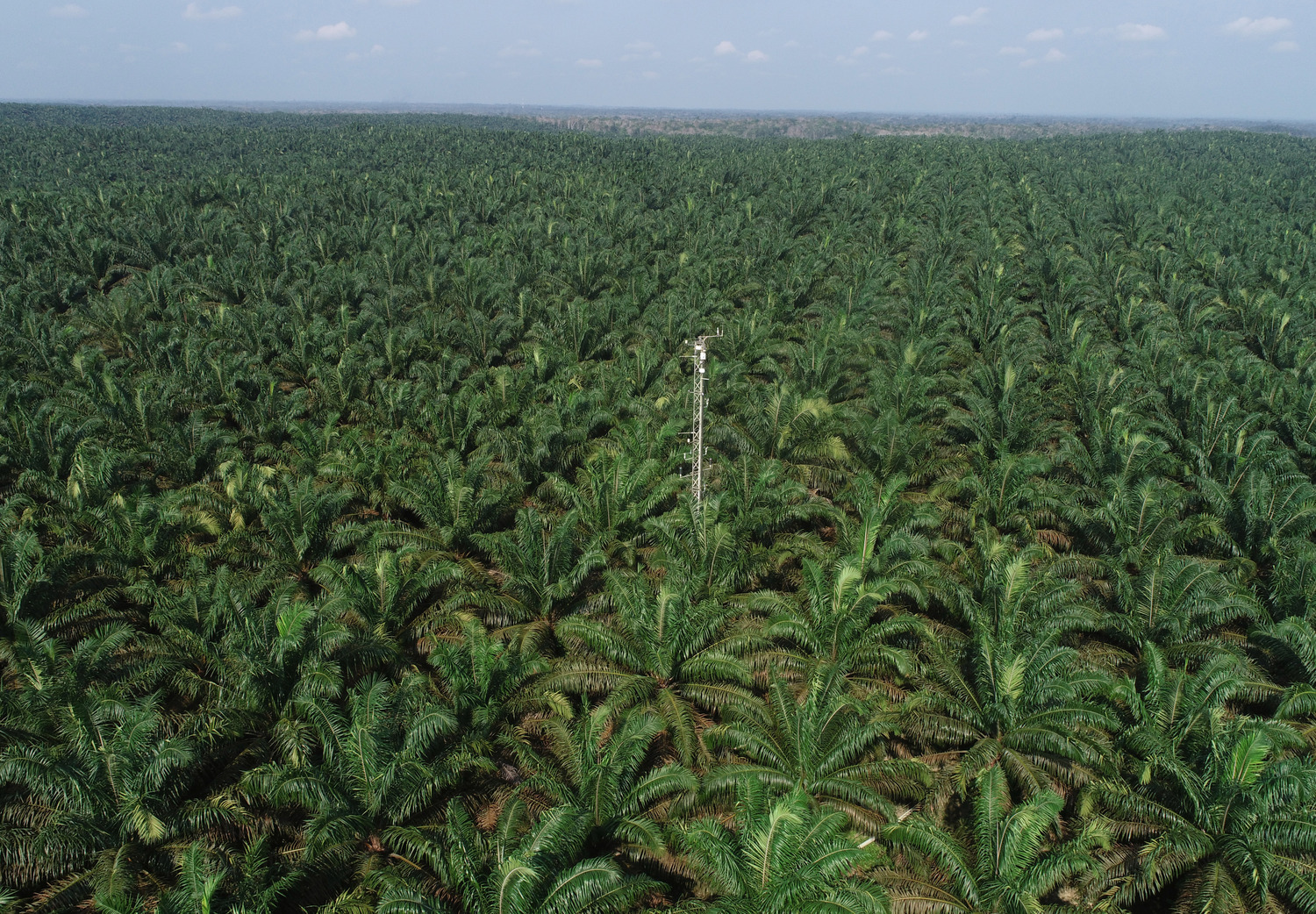 Drone view of oil palm plantation with flux tower to measure greenhouse gases.