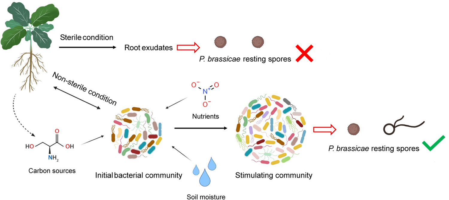 Factors involved in stimulating the germination of resilient spores of the fungus Plasmodiophora brassicae