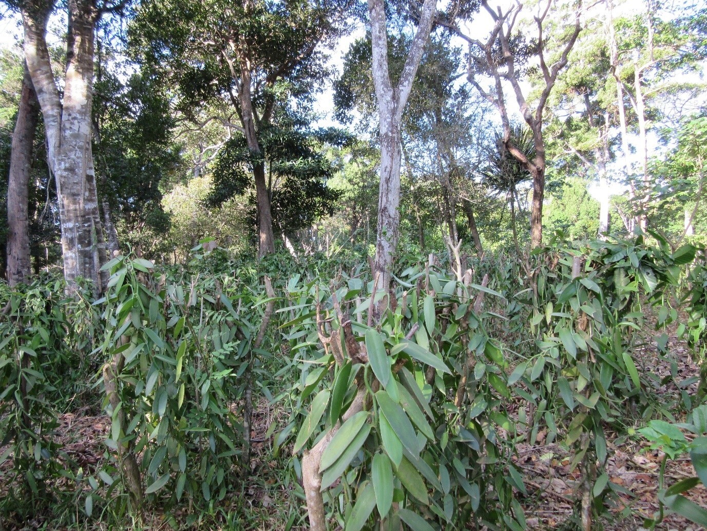 Die Vanilleorchidee wird auf anderen Pflanzen aufgehängt (Vordergrund) und wächst unter den Baumkronen (Hintergrund) dieser ehemaligen Waldfläche. Im Gegensatz zu Vanilleagroforsten, die auf offenem Brachland etabliert werden, führt dieser Anbau zu einem Verlust endemischer Arten und Ökosystemfunktionen.