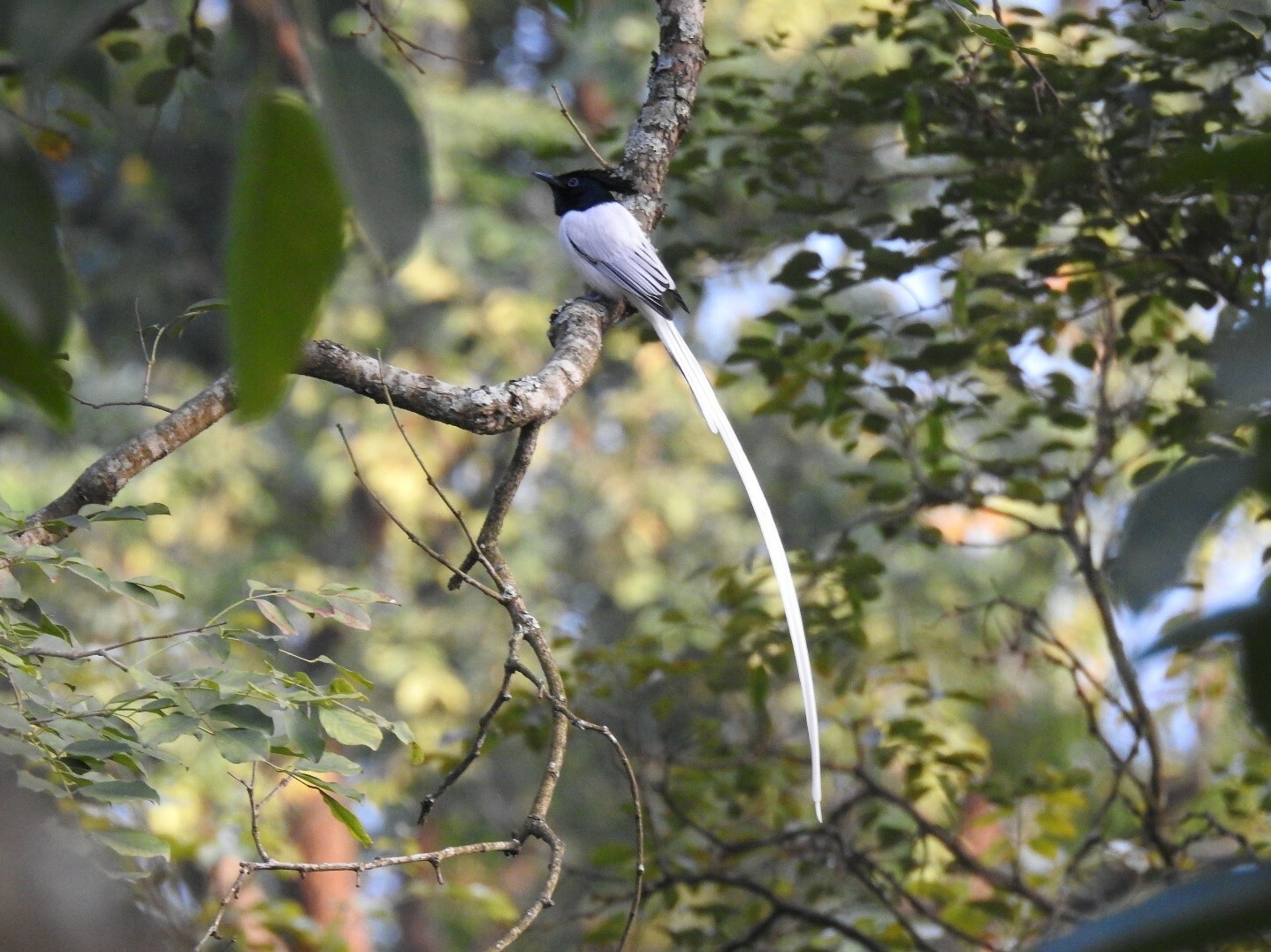 Viele Vögel, wie dieser indische Paradiesschnäpper (Terpsiphone paradisi), der sich von Insekten ernährt, würden in einer städtischen Umgebung nicht gedeihen.