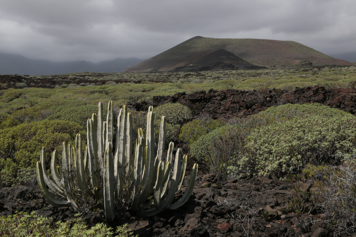 It isn’t just differences in climate and geology, but also the availability of symbionts such as the mycorrhizal fungus, that influence plant diversity at different locations, for example on the dry east coast of Tenerife.