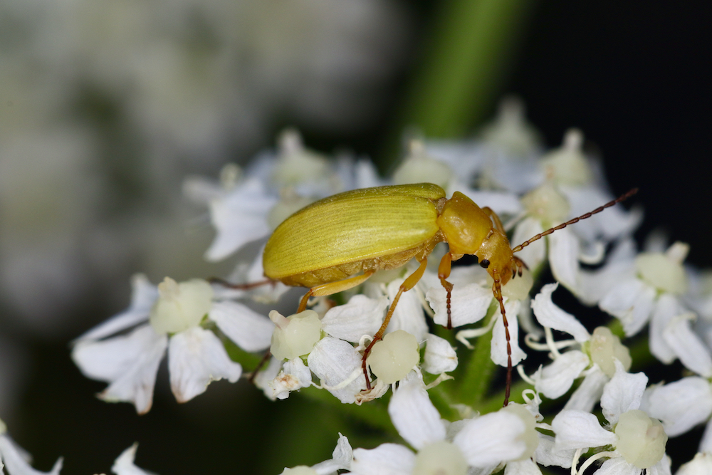 This beetle (Cteniopus sulphureus) feeds on pollen from various plants.